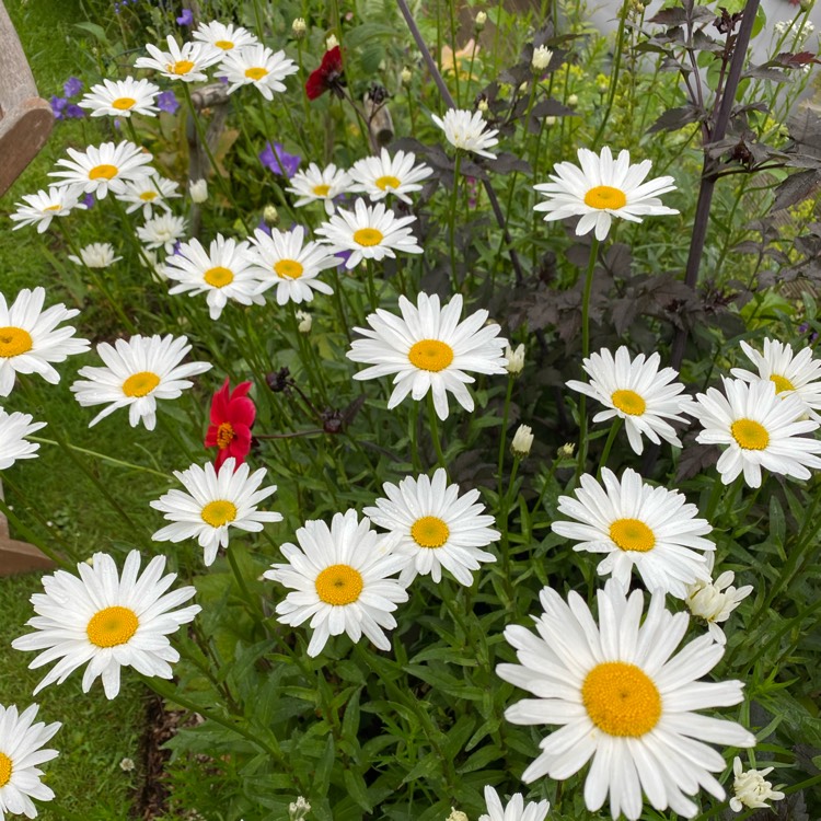 plant image 1347075 plant image 1347075