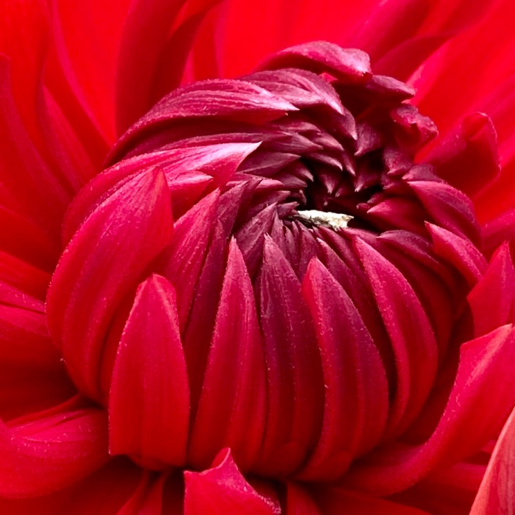 plant image 1349512