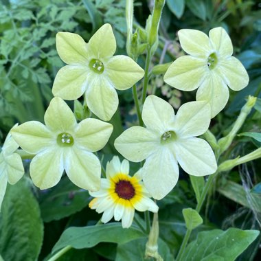 Nicotiana alata 'Lime Green'