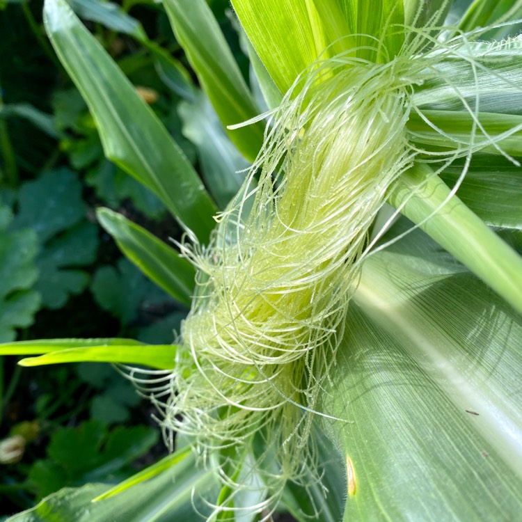 Plant image Zea mays var. saccharata 'Lark' F1 Hybrid