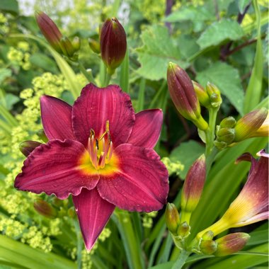 Hemerocallis 'Crimson Pirate'