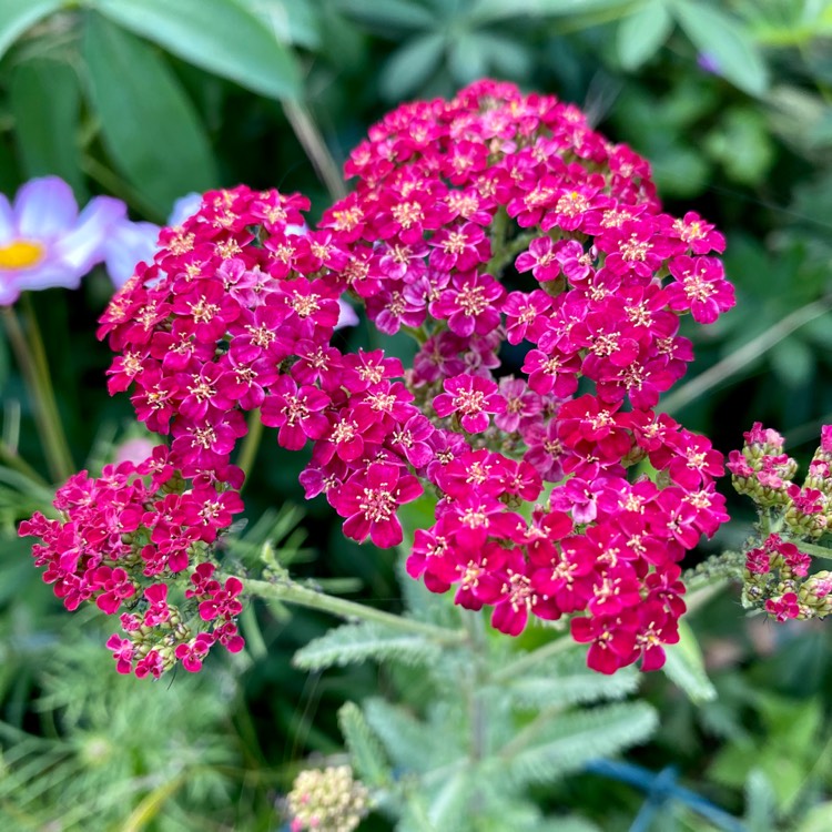 plant image 1359840 plant image 1359840