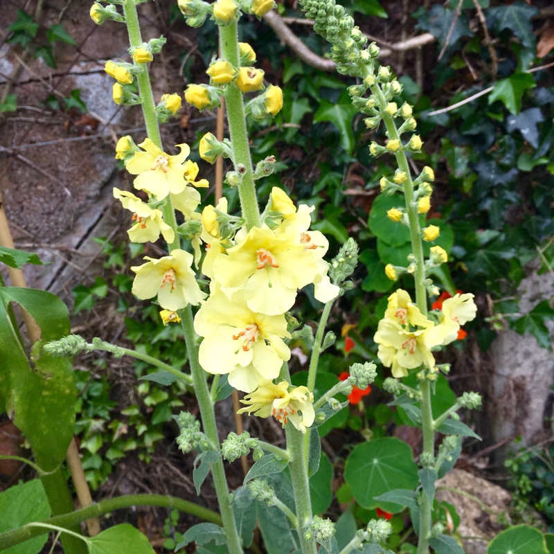 Plant image Verbascum hybrida 'Gainsborough'