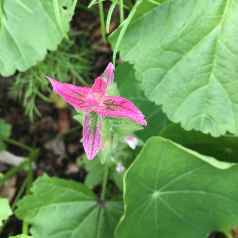 Plant image Salvia nemorosa 'Amethyst'