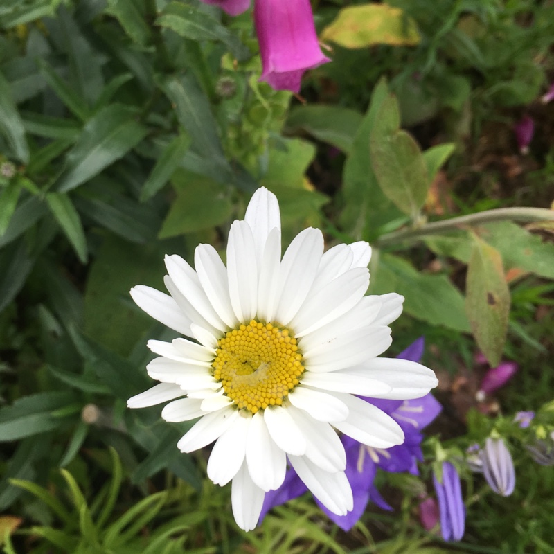 plant image 147819 plant image 147819