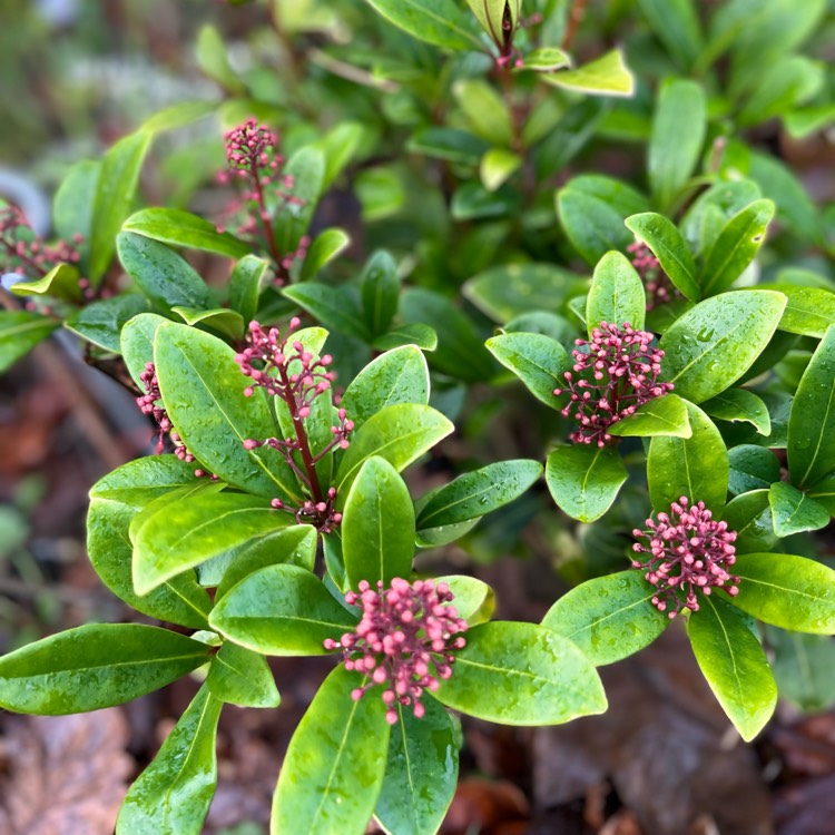 plant image 1560129
