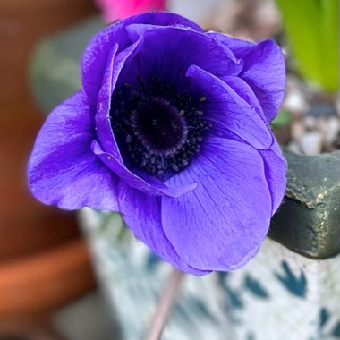 Anemone coronaria De Caen (Mix)