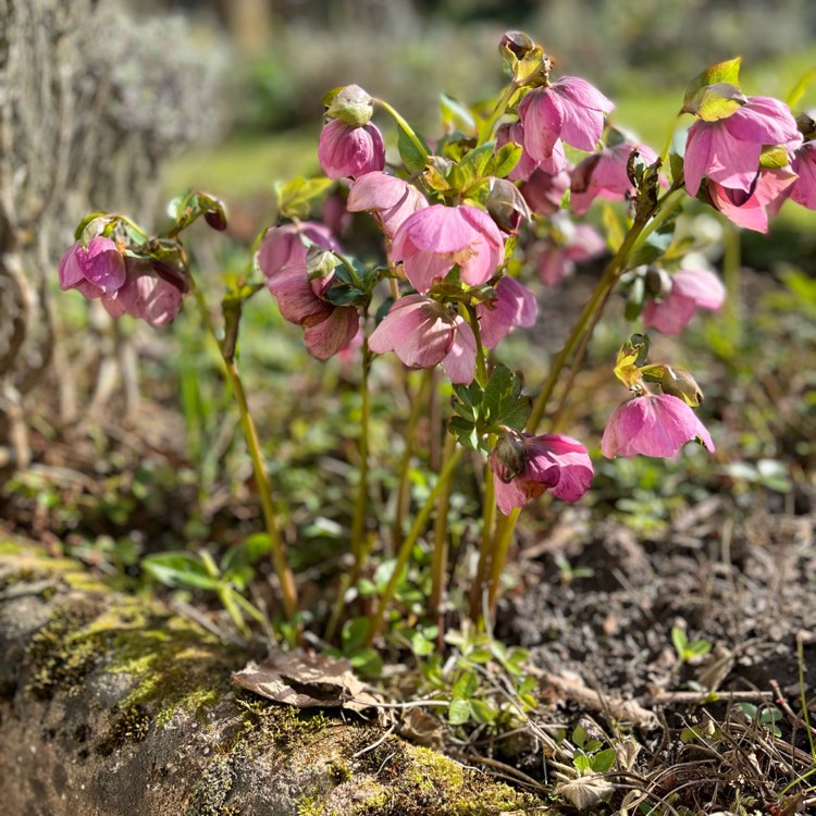 plant image 1566663 plant image 1566663