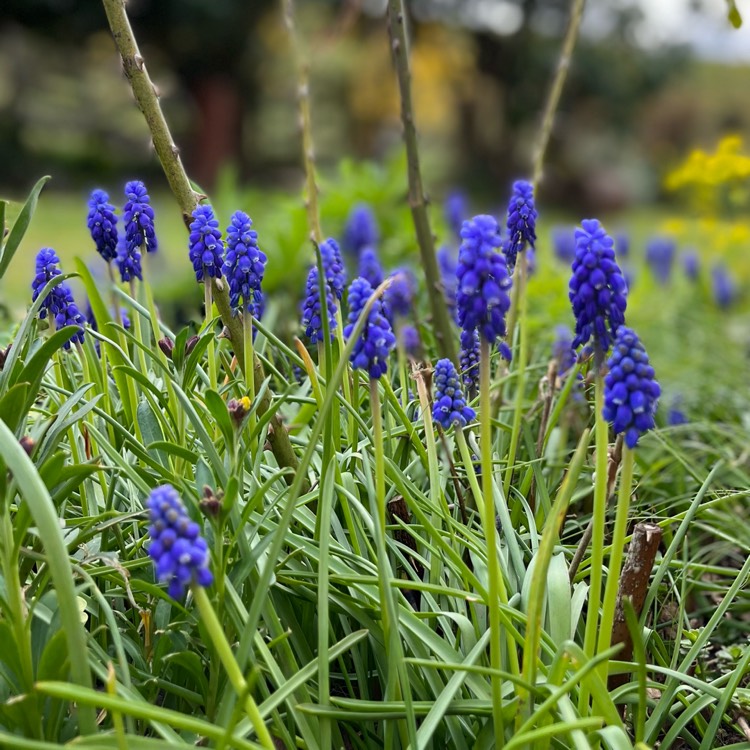 plant image 1573666