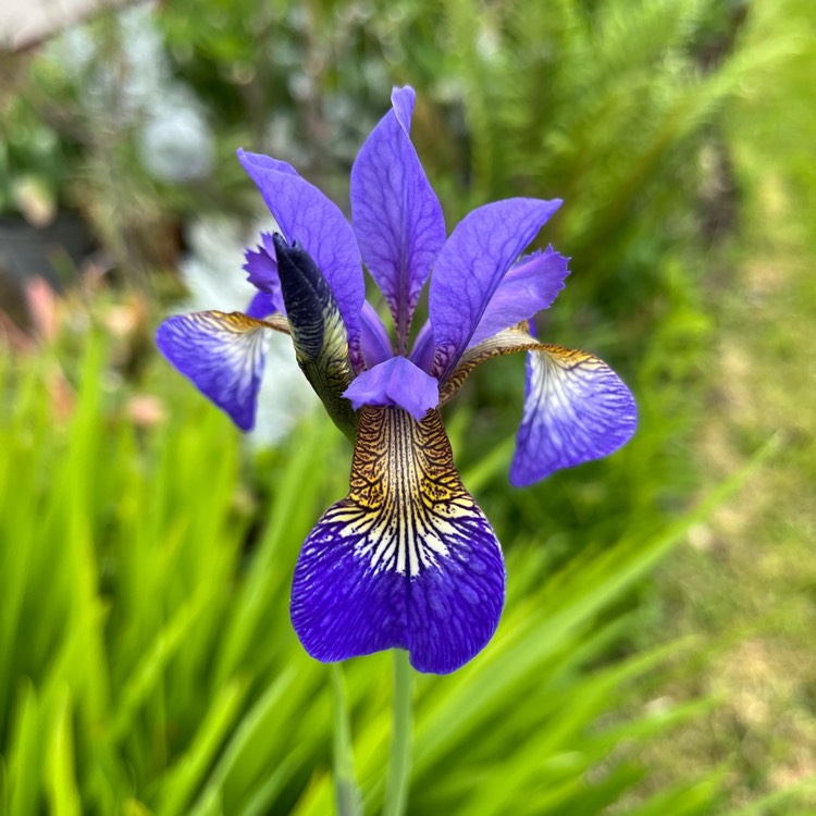 plant image 1590409 plant image 1590409