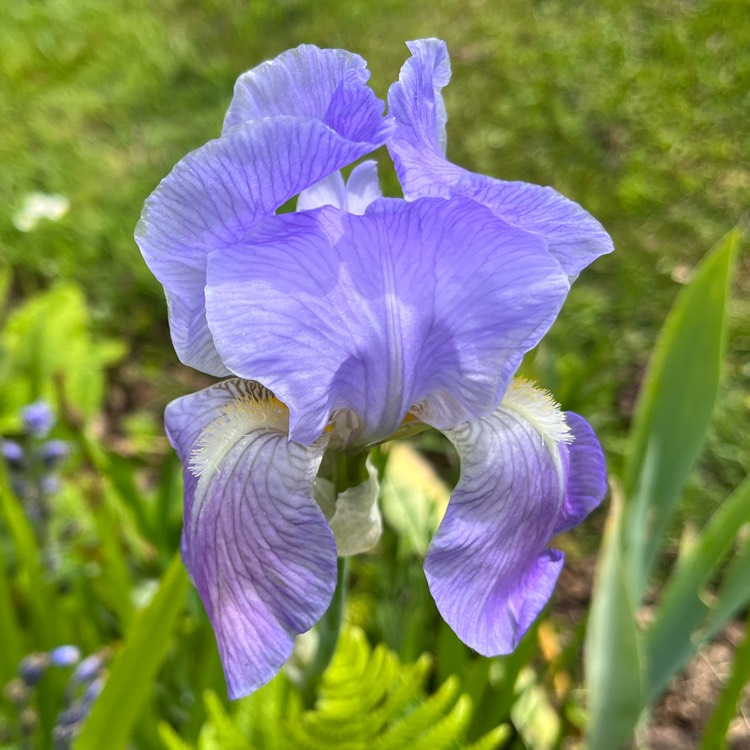 plant image 1590862