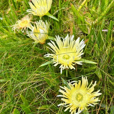 Carpobrotus edulis