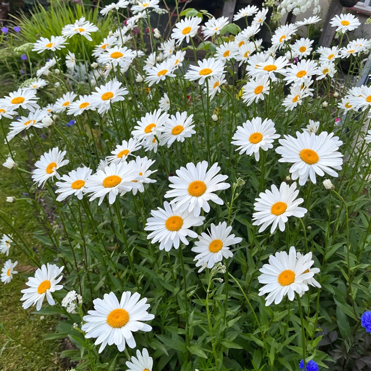 plant image 1609017 plant image 1609017