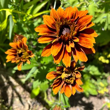 Rudbeckia hirta 'Rustic Dwarf Mix'
