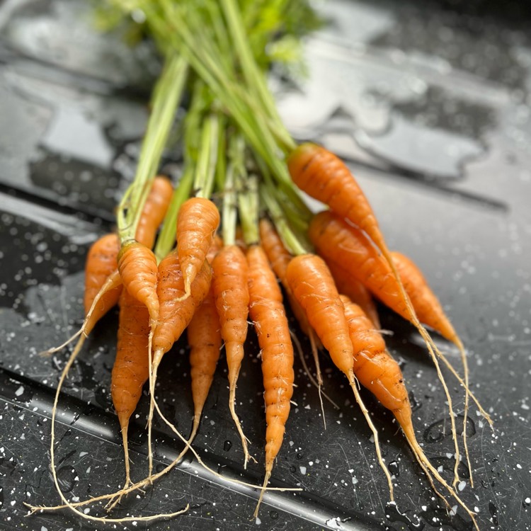 plant image 1609839