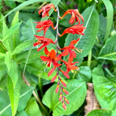 Crocosmia 'Lucifer'