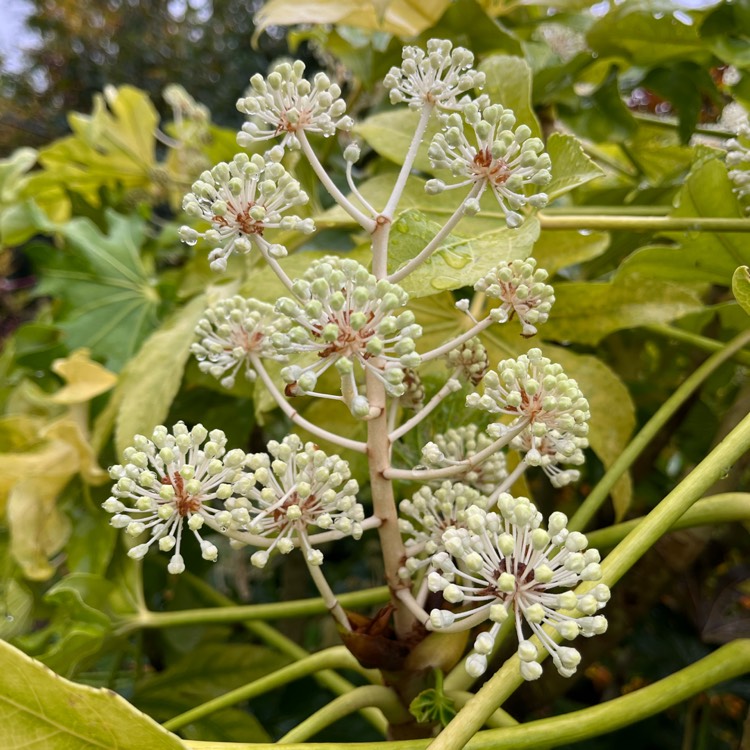 plant image 1637445