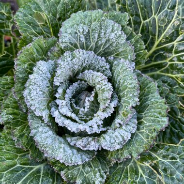 Brassica oleracea capitata 'King' F1