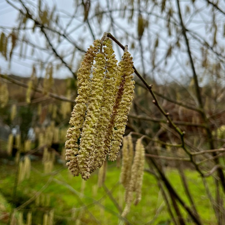 plant image 1647936 plant image 1647936
