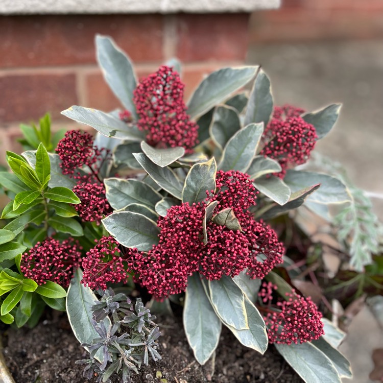 plant image 1650329