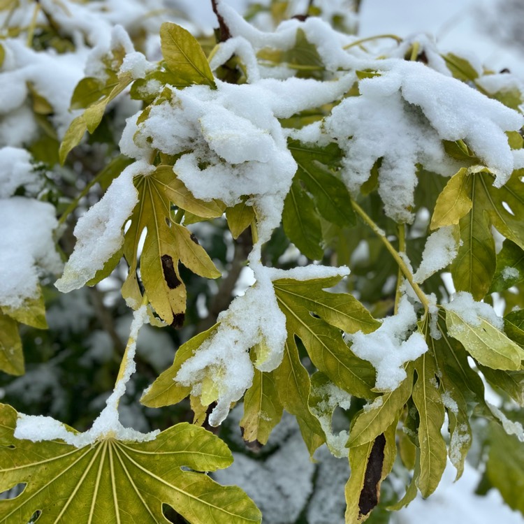plant image 1650506