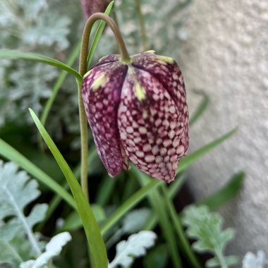 Fritillaria meleagris
