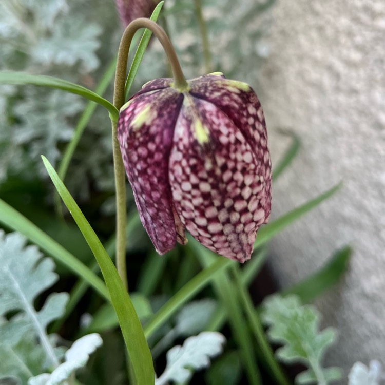 plant image 1653059 plant image 1653059