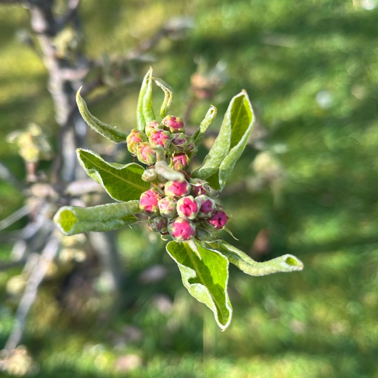 plant image 1654115