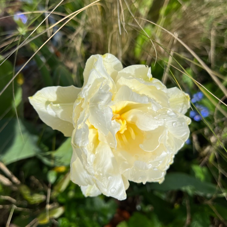 plant image 1657088