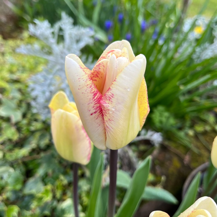 plant image 1658332 plant image 1658332