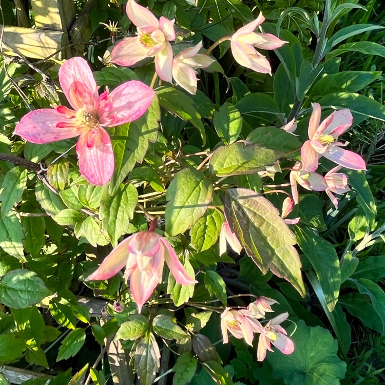 plant image 1664545 plant image 1664545