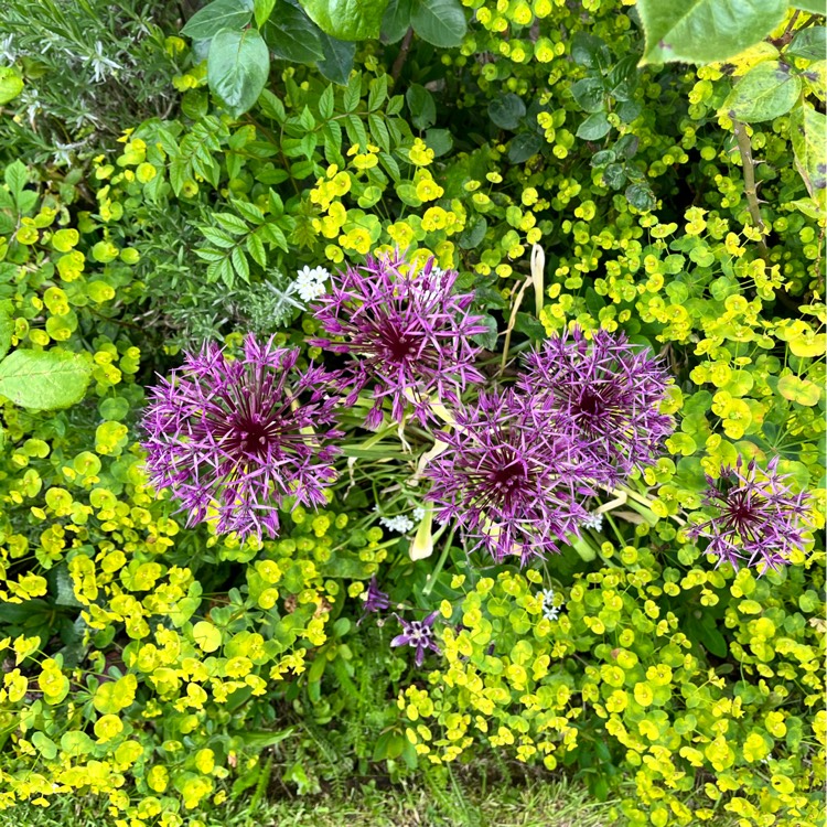 plant image 1665173 plant image 1665173