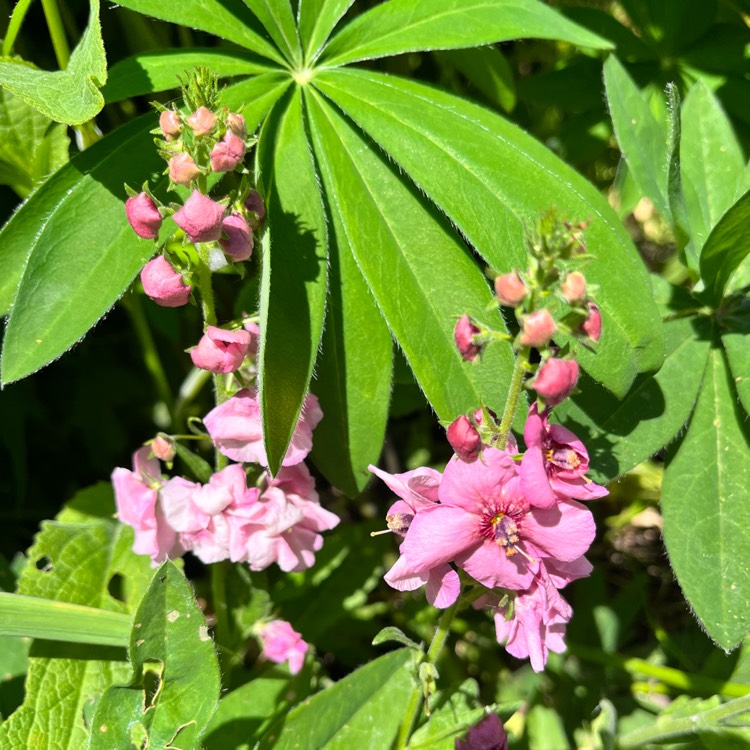 plant image 1667598 plant image 1667598
