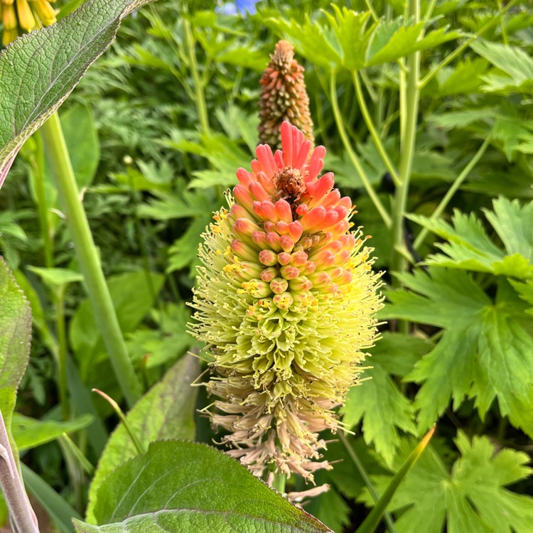 plant image 1669047