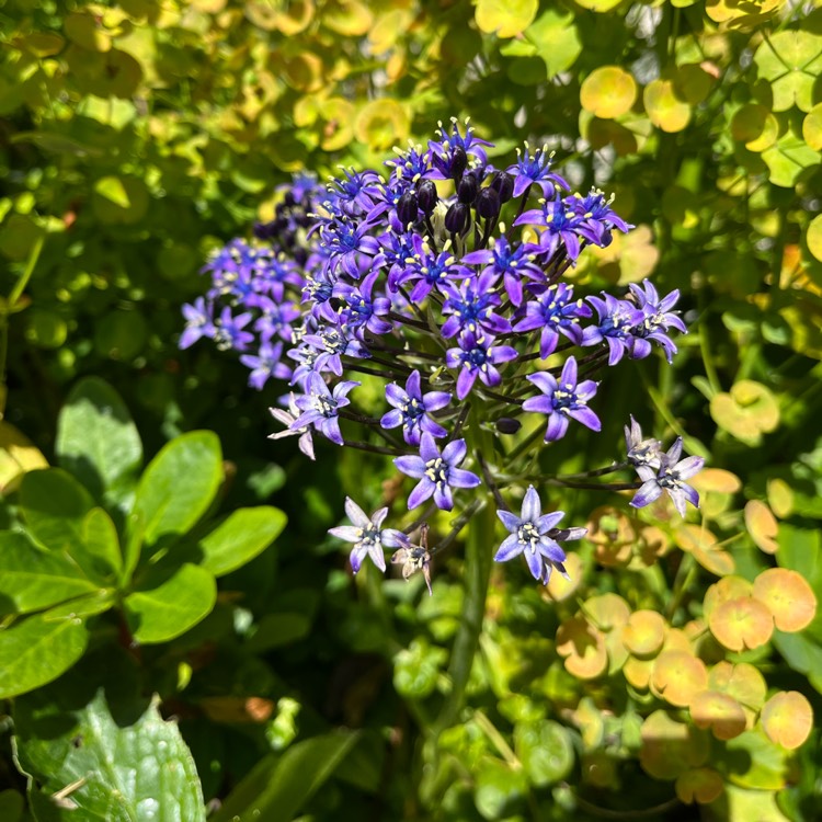 Plant image Scilla peruviana