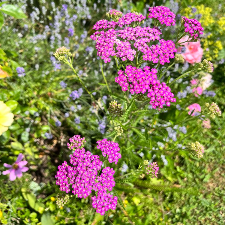 Plant image Achillea Millefolium 'Cerise Queen' syn. Achillea Millefolium 'Cherry Queen'