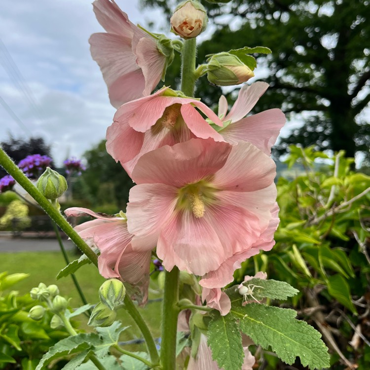 plant image 1676928 plant image 1676928