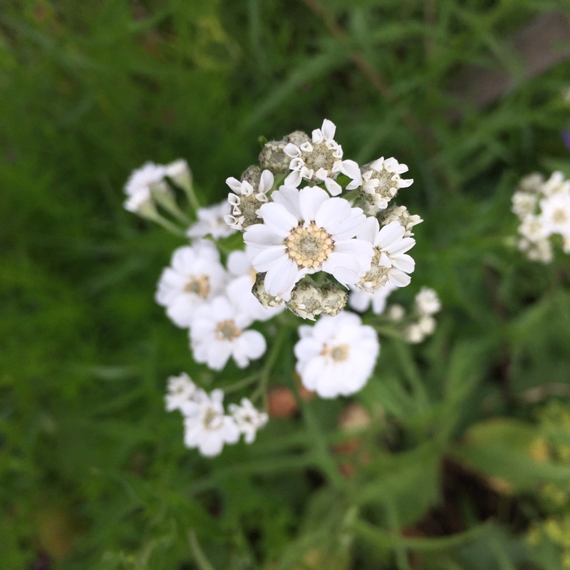plant image 167758