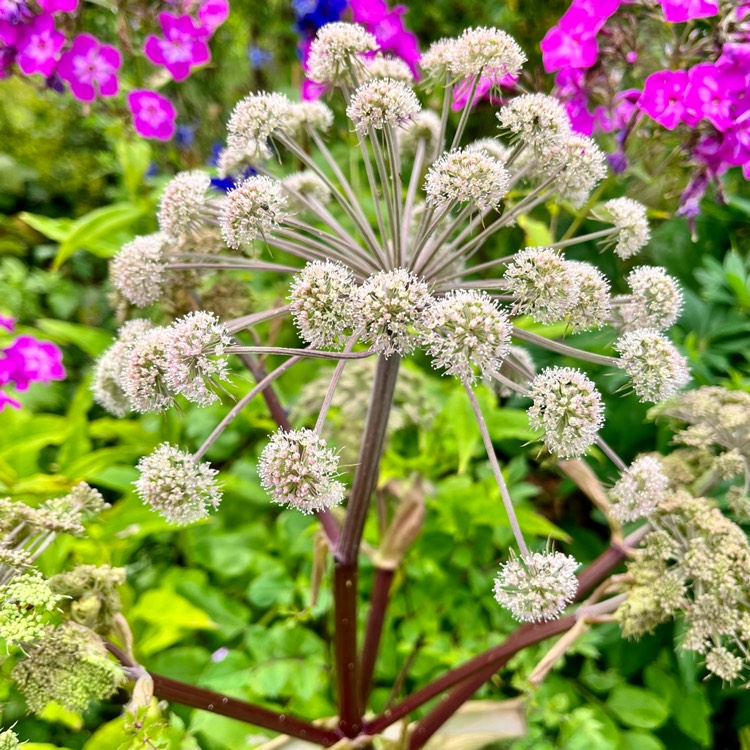 Plant image Angelica hungaricus