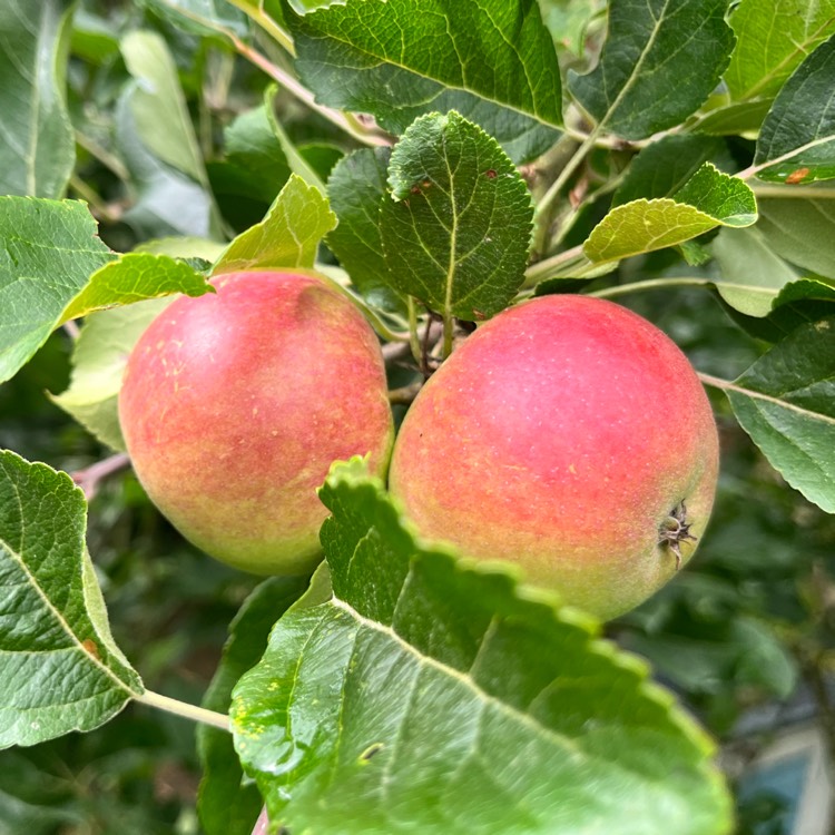 plant image 1678439