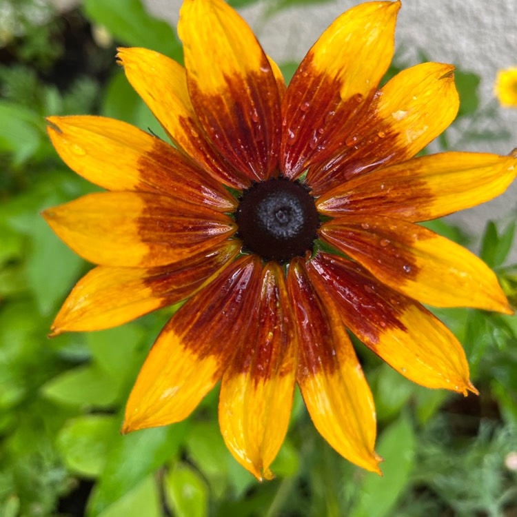 plant image 1678846 plant image 1678846