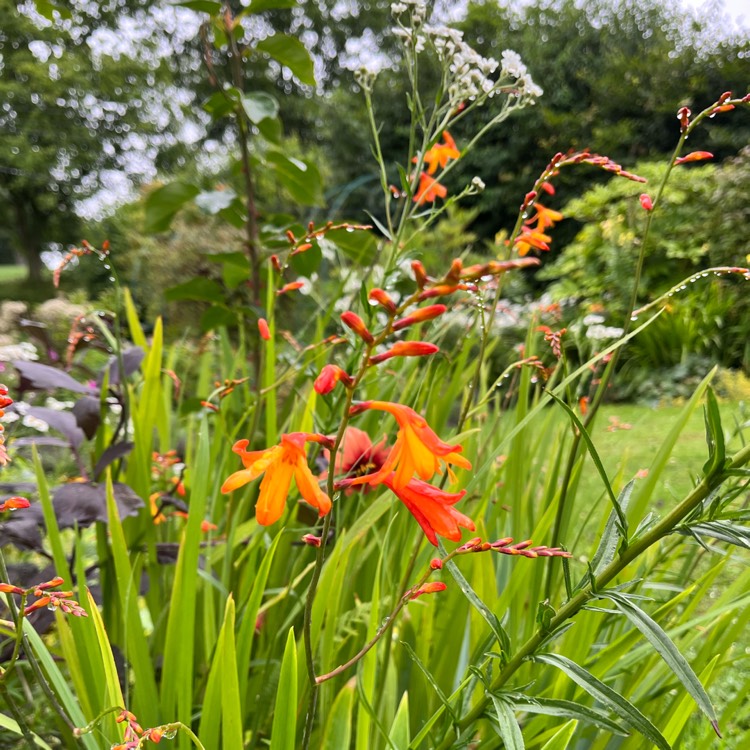 plant image 1680083