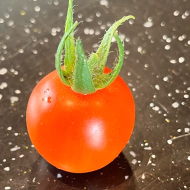 Tomato 'Red Cherry' (Cherry Tomato)