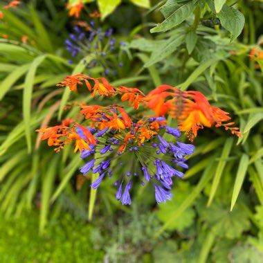 Carole's garden