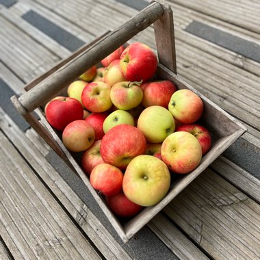 Apple 'Discovery'