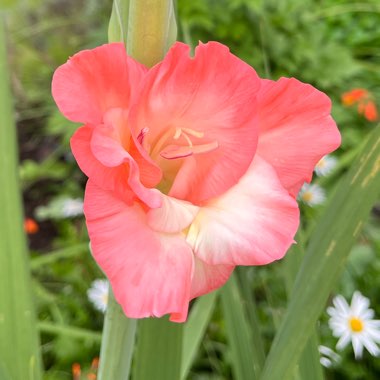 Gladioli 'Wine And Roses' (Large-flowered)