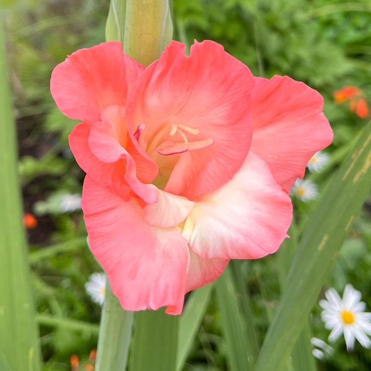 plant image 1685581