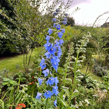 Larkspur