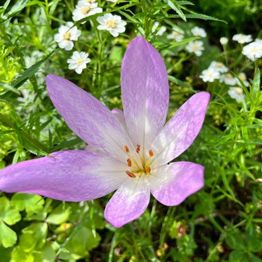 Crocus (Species) Bieberstein's Crocus