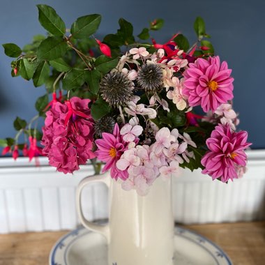 Carole's garden